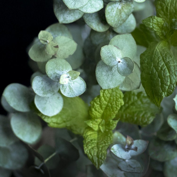 Eucalyptus + Mint Bar - Infinity Soap Company
